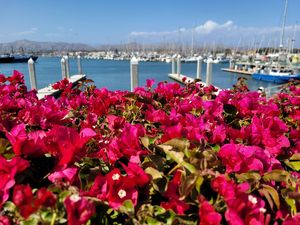 Flowers at Channel Islands Harbor
